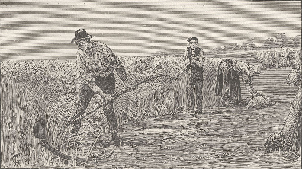ENGLAND. English harvesters 1894 old antique vintage print picture